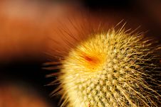 Foxtail Or Fishhook Cactus With Orange Spines Royalty Free Stock Image