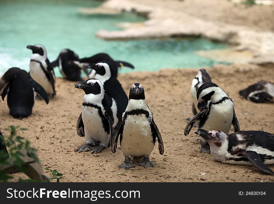 Flock of penguins (Spheniscus demersus) standing on the sand near pond