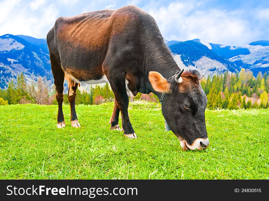 Cow eating grass on meadow at mountains landscape over blue sky. Cow eating grass on meadow at mountains landscape over blue sky