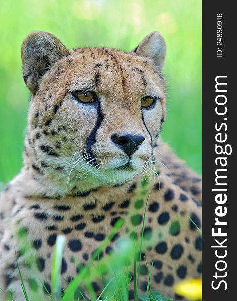 Portrait Of Cheetah