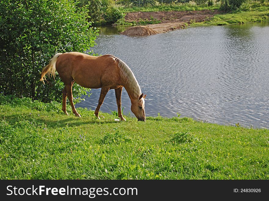 Brown horse on grass near pond. Brown horse on grass near pond