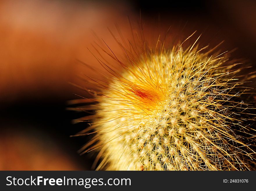 Foxtail Or Fishhook Cactus With Orange Spines