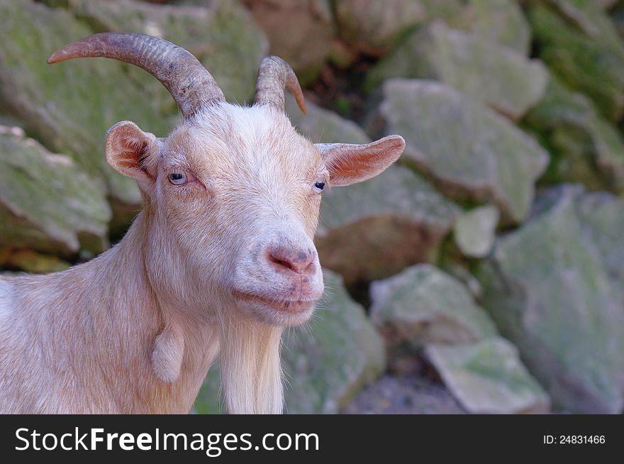 Light colored billy goat looking at the camera and standing in front of a moss covered wall of rocks. Light colored billy goat looking at the camera and standing in front of a moss covered wall of rocks.