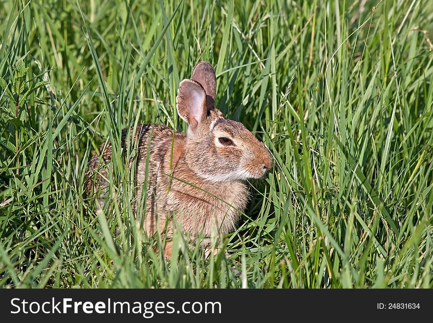 A wild rabbit hiding in tall meadow grass. A wild rabbit hiding in tall meadow grass.