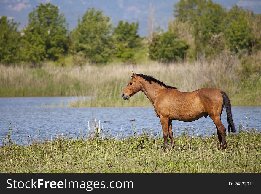 Draft horse in a meadow with its river