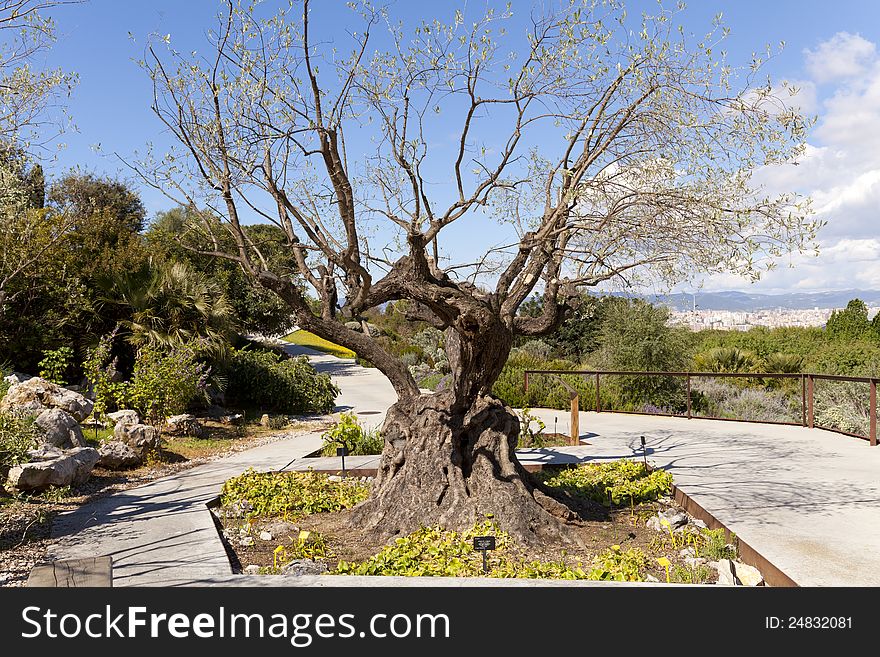 Olea europaea, olive or olive tree is an evergreen tree, long lived
