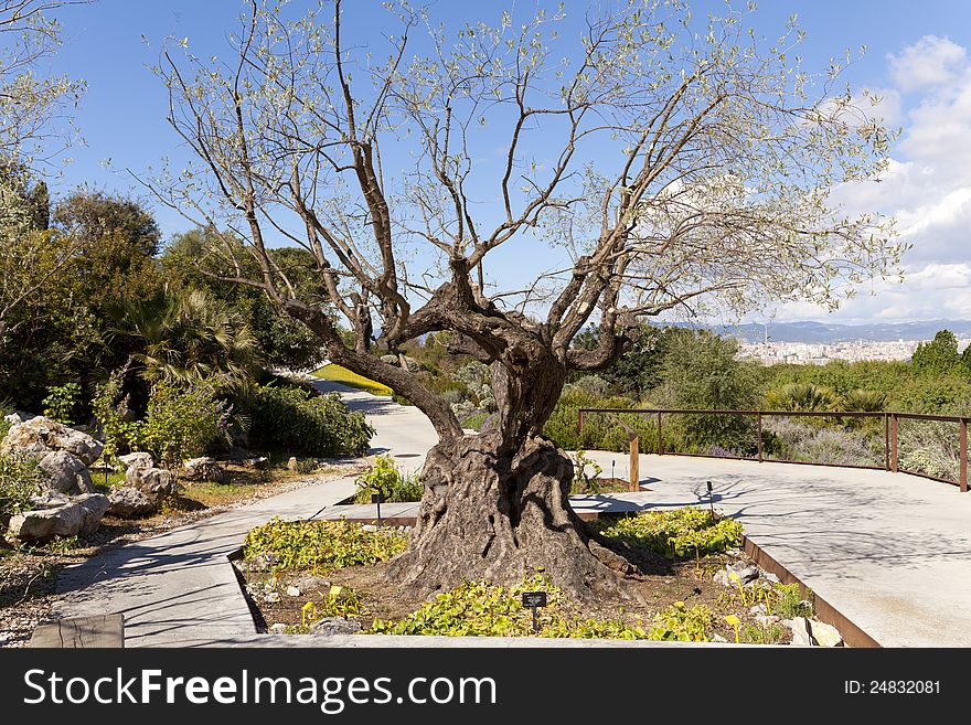 Olea Europaea