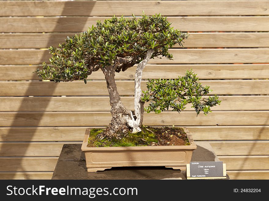 Bonsai Olea europaea, olive or olive tree is an evergreen tree, long-lived