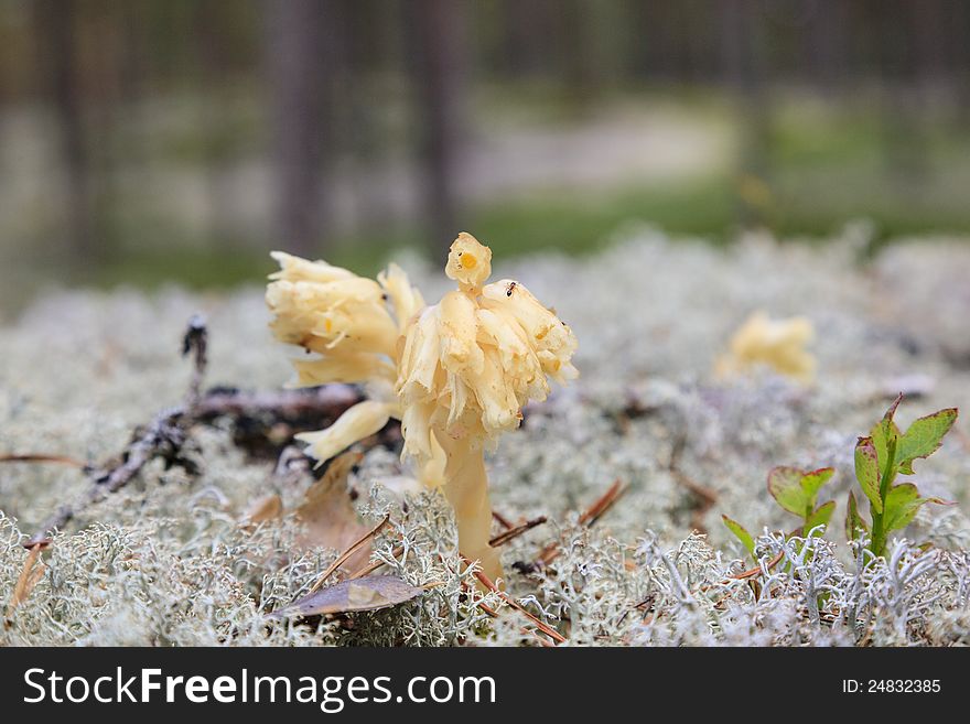 Monotropa hypopitys it does not contain chlorophyll. Monotropa hypopitys it does not contain chlorophyll