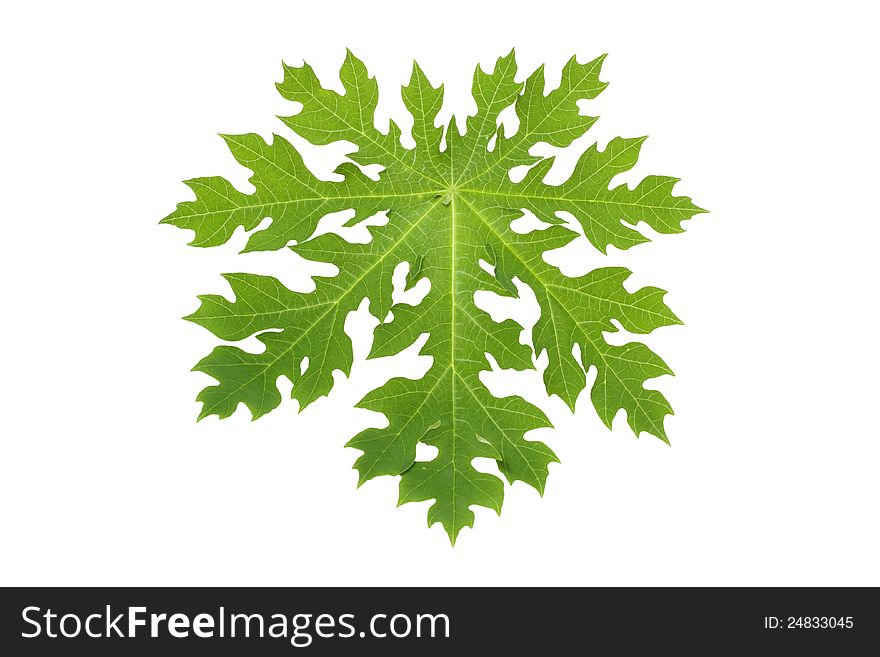 Close-up of a papaya leaf isolated on white background