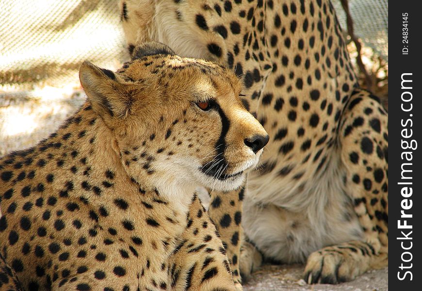 Portrait of an african cheetah, Otjitotongwe, Namibia