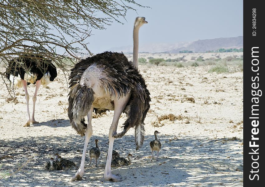 Family Of Afracan Ostrich In Israeli Savanna