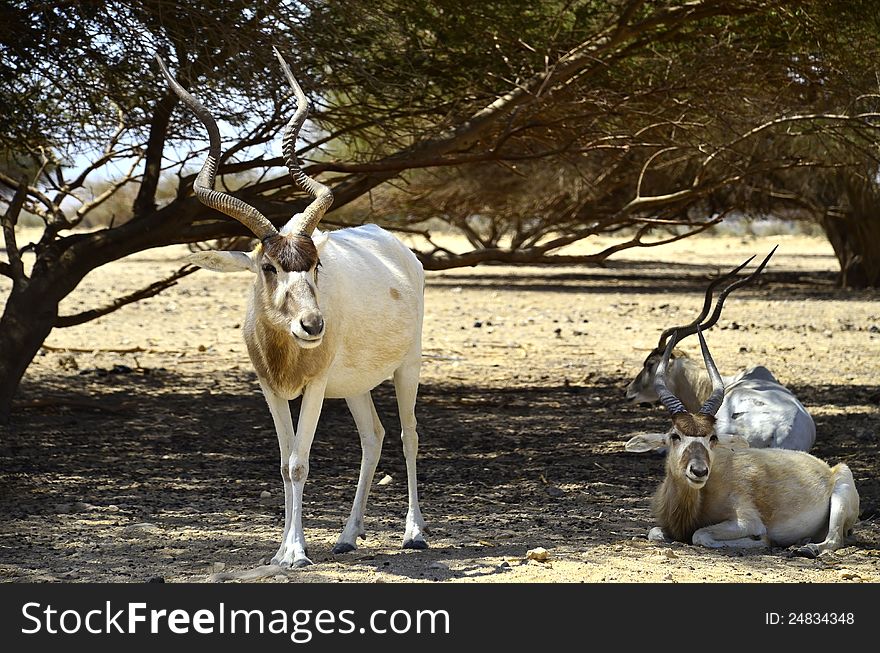 Addax antelope is a protected species in nature reserve near Eilat. Addax antelope is a protected species in nature reserve near Eilat