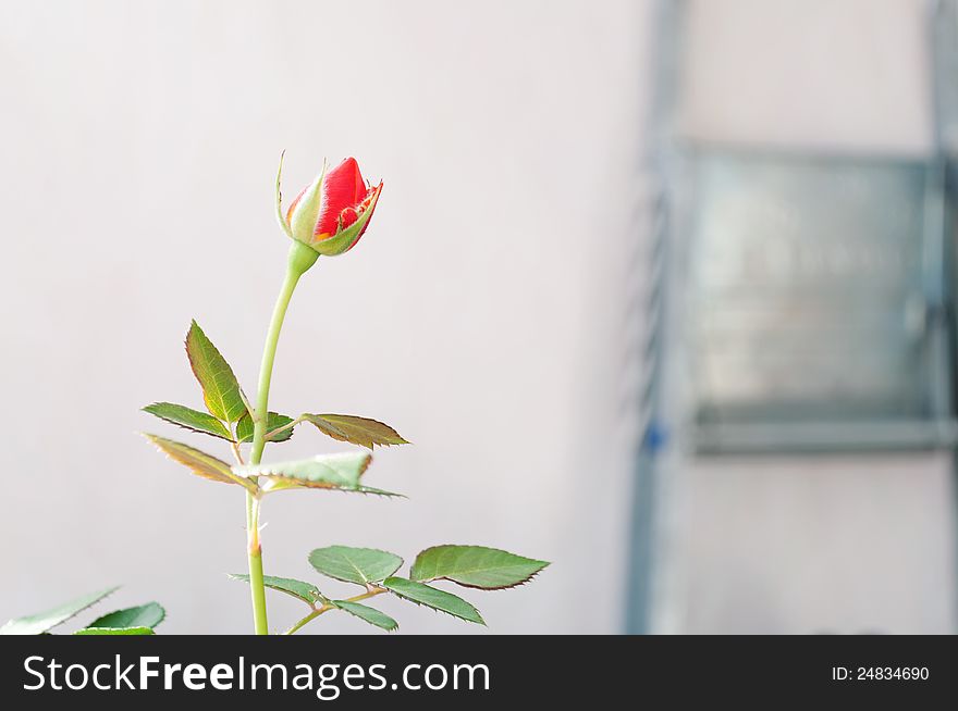 Work in the garden. Escape rose with a bud