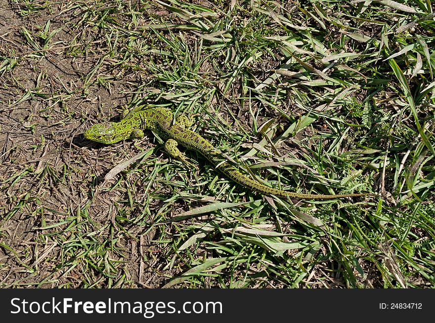 Lizard basking in the sun