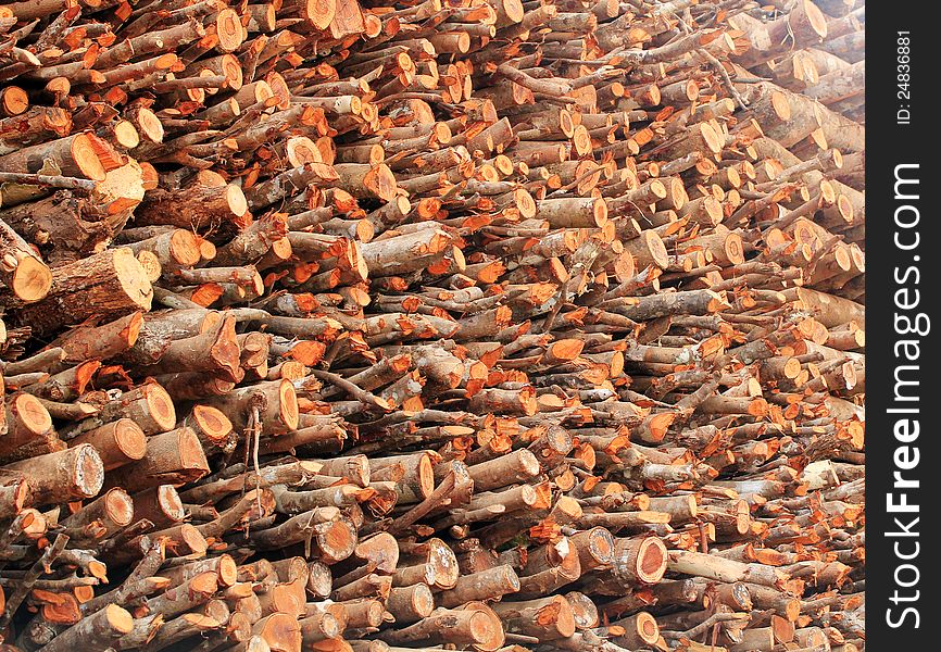 Deforestation- logs of chopped wood piled for sale