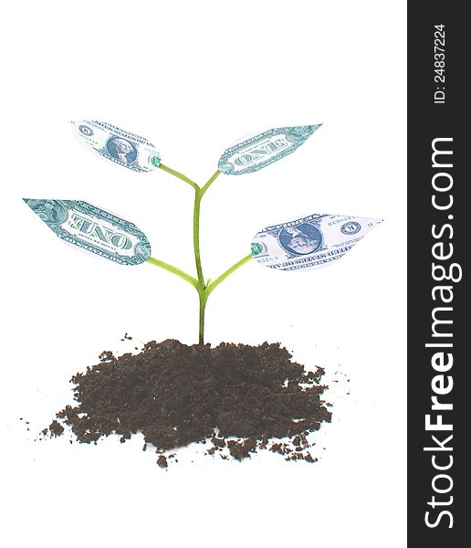 Money seedling with leaf shaped dollars. Money seedling with leaf shaped dollars