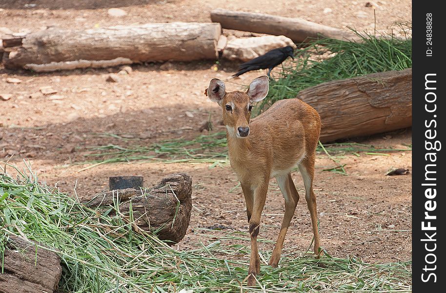 Small antelope in dusit zoo,Bangkok Thailand. Small antelope in dusit zoo,Bangkok Thailand