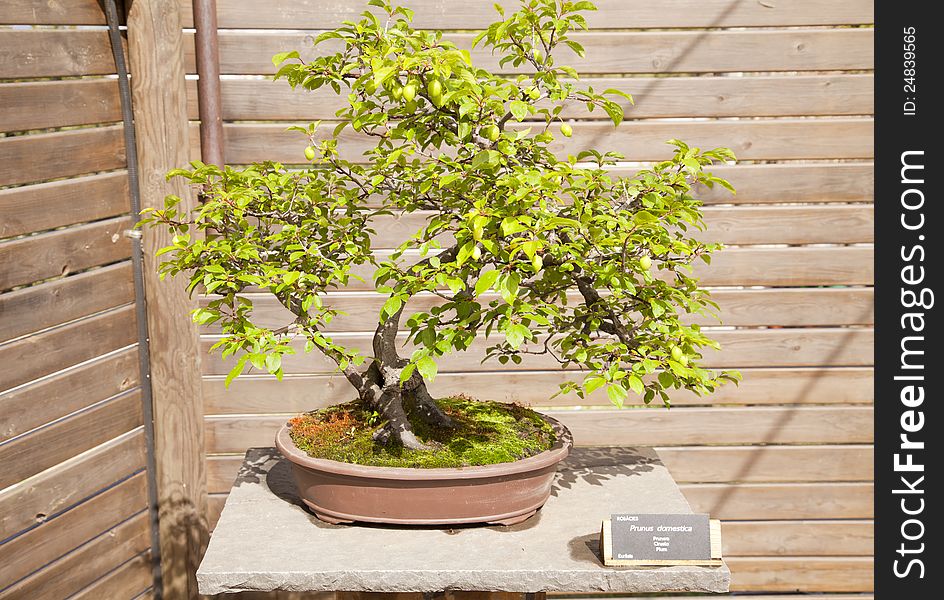Bonsai Prunus domestica, the plum is a species of small tree belonging to the family Rosaceae