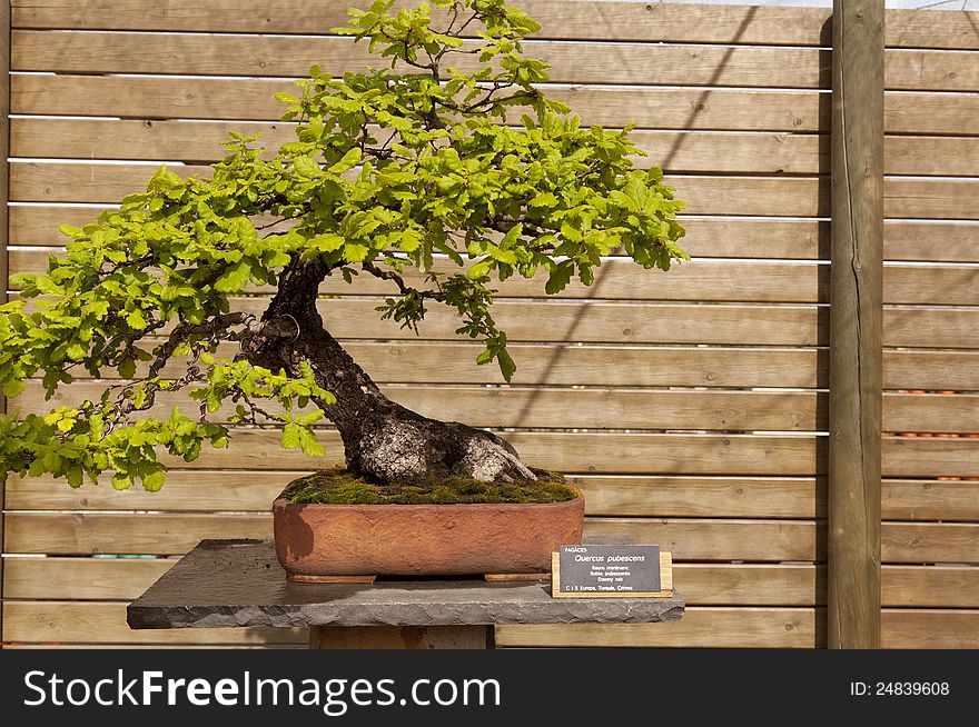 Bonsai pubescent oak is a deciduous tree belonging to the family of Fagaceae. Bonsai pubescent oak is a deciduous tree belonging to the family of Fagaceae