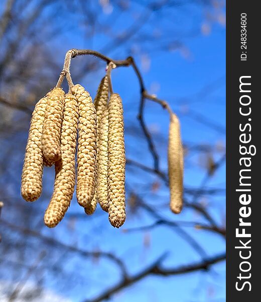 Spring Earrings On A Tree Against The Blue Sky