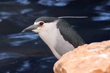 Black-crowned Night Heron Stock Photography