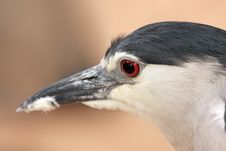Black-crowned Night Heron. Portrait Royalty Free Stock Image