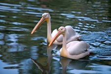 White Pelicans Royalty Free Stock Photo White Pelicans Royalty Free Stock Photo