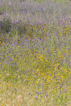 Texture And Colors, Purple Yellow Wild Flowers, Meadow Stock Photos Texture And Colors, Purple Yellow Wild Flowers, Meadow Stock Photos