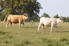 Two Cows Royalty Free Stock Images Two Cows Royalty Free Stock Images