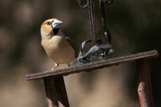 Grosbeak On Bird S Feeder Royalty Free Stock Images