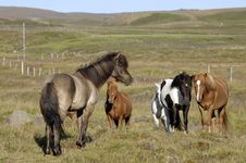 Icelandic Horses. Royalty Free Stock Photography
