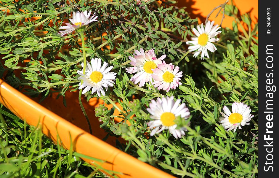 Daisy And Thyme