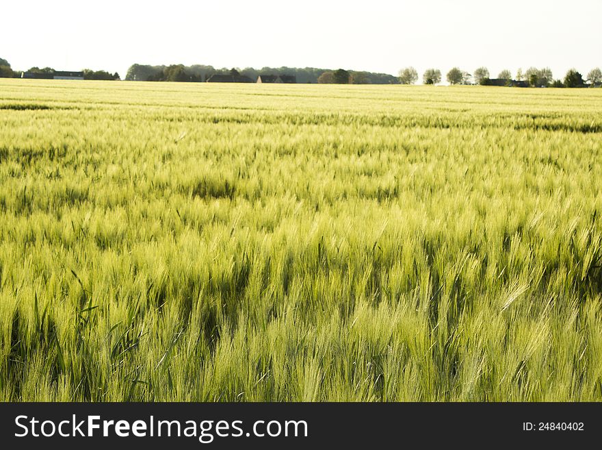 Close up of green wheat field. Close up of green wheat field