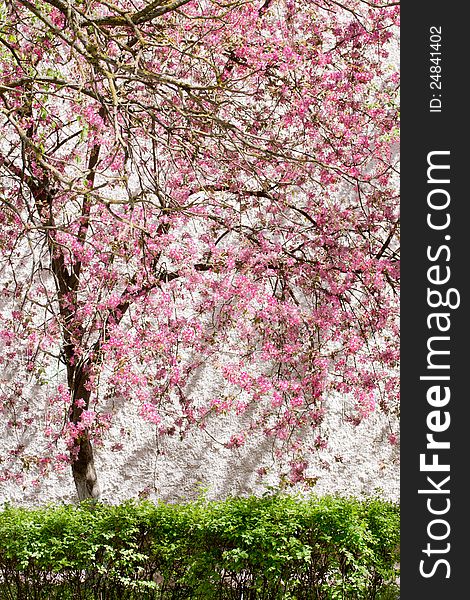 Spring blooming tree, covered with pale pink petals on a white background