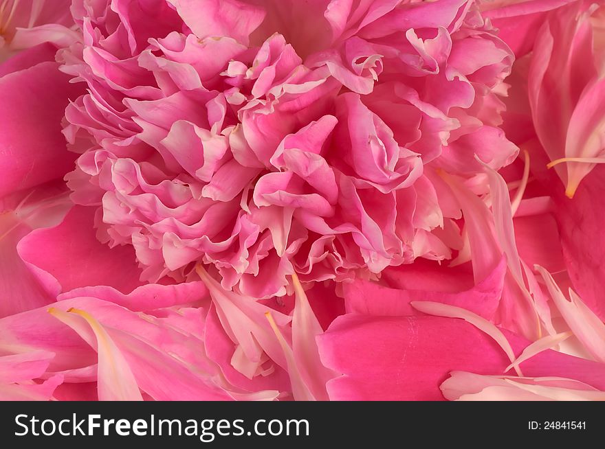 Pink background from a peony and petals. Pink background from a peony and petals