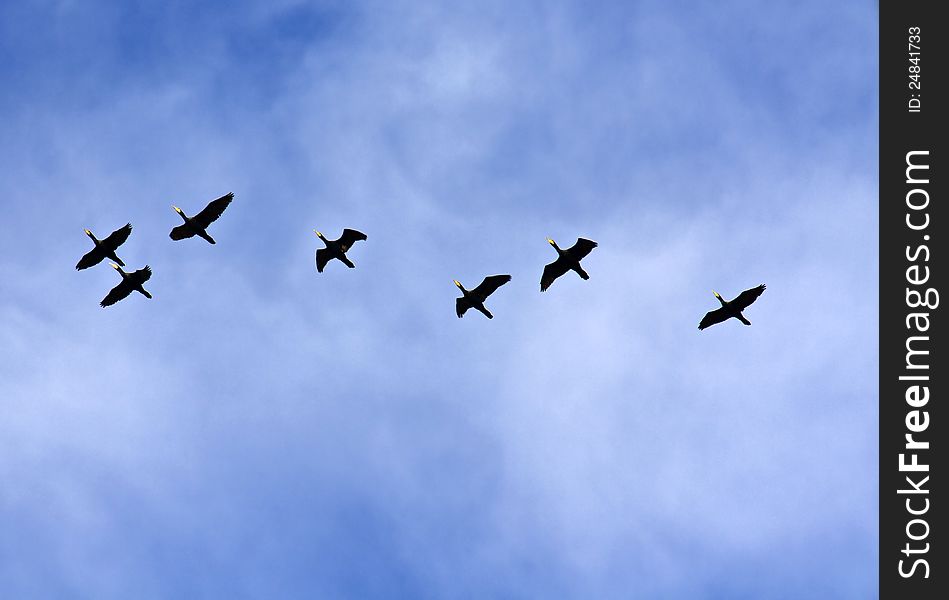 Wild ducks flying over an overcast sky