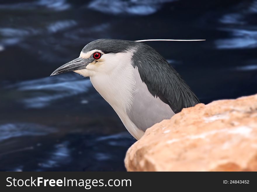 Black-crowned Night Heron (Nycticorax nycticorax)