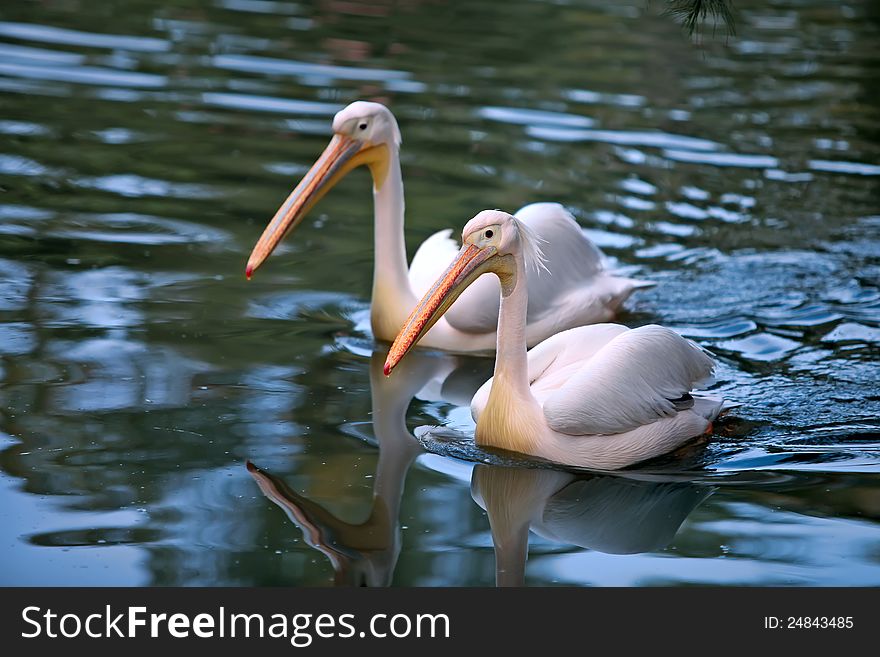 Pair of  White Pelican (Pelecanus erythrorhynchos) in the lake. Pair of  White Pelican (Pelecanus erythrorhynchos) in the lake