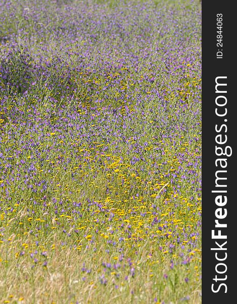 Texture and Colors, Purple Yellow Wild Flowers, Meadow