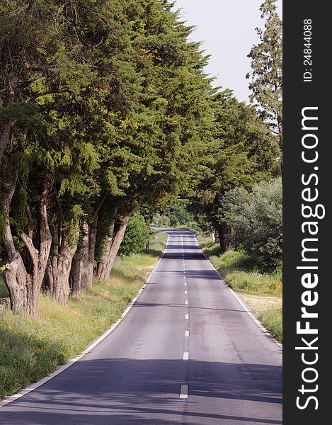 Empty country road, with trees on the sides and a curve ahead.