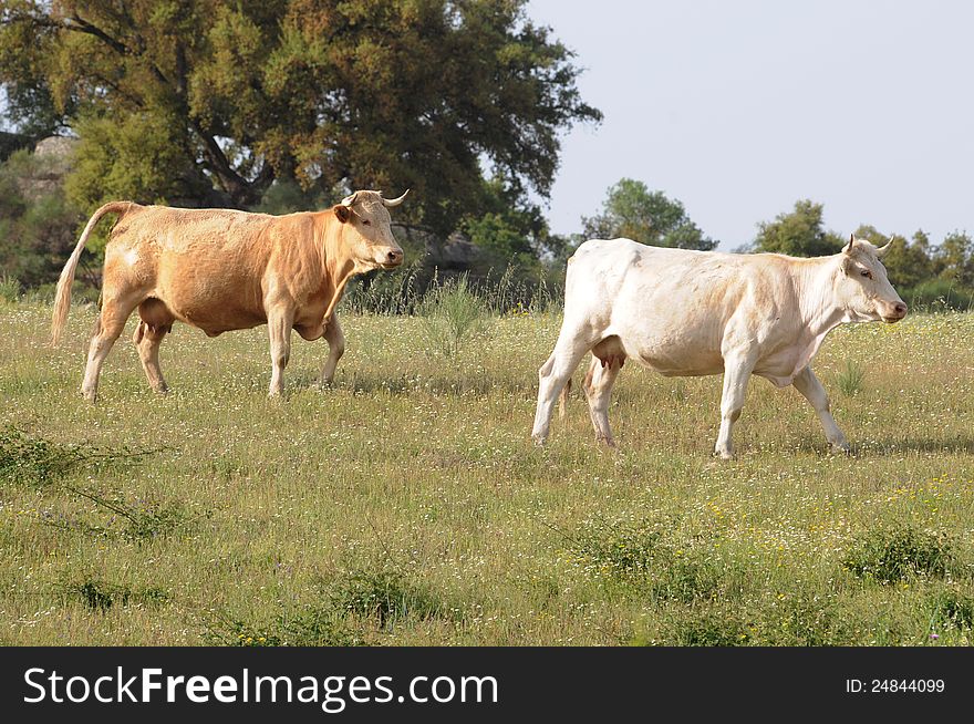 Cows walking on a meadow of Portugal. One is golden brown and the other is white pearl. Cows walking on a meadow of Portugal. One is golden brown and the other is white pearl.