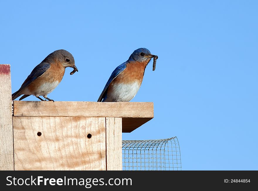 Eastern Bluebirds With Food