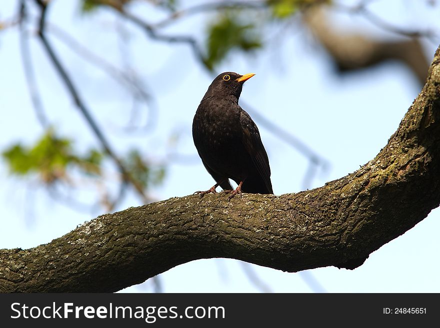 Blackbird on branch in habitat. Blackbird on branch in habitat