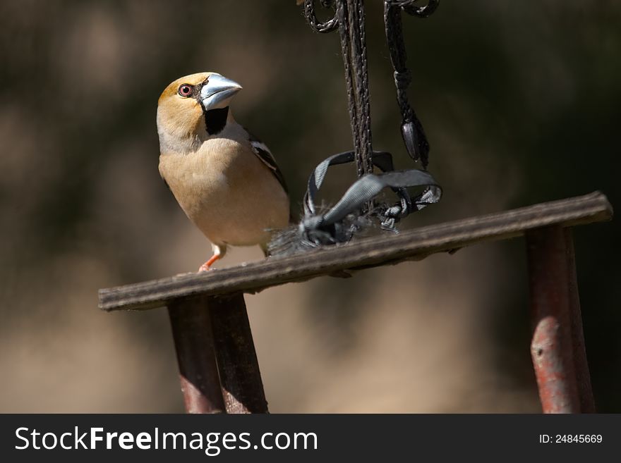 Grosbeak on bird s feeder