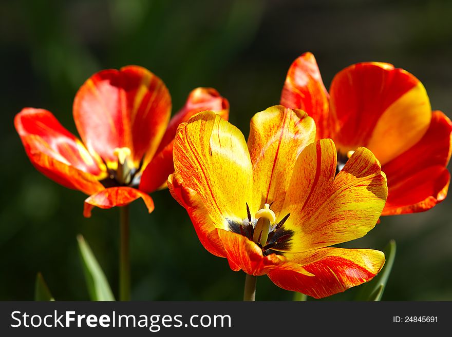 Three multicolor tulips on flowerbed