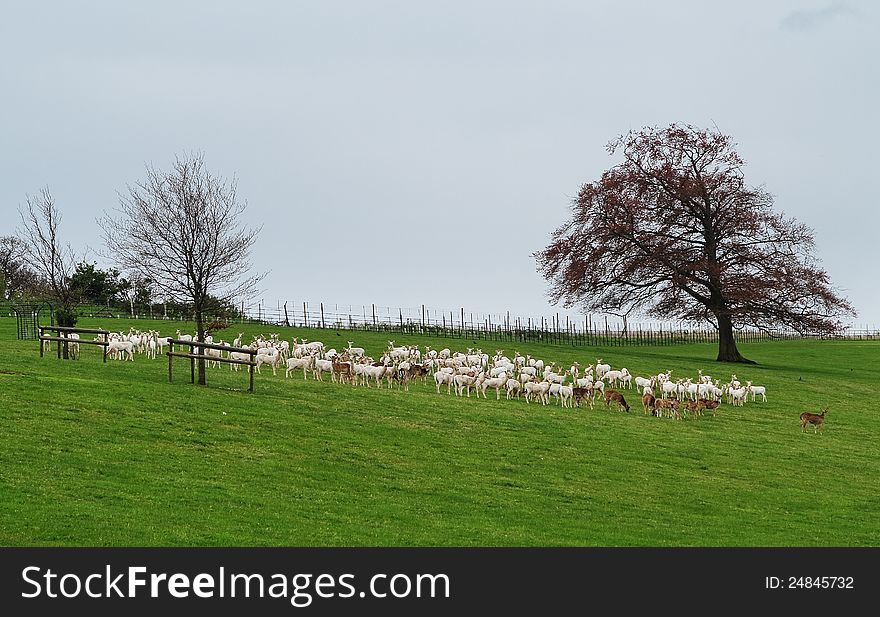 Herd Of Deer In An English Park