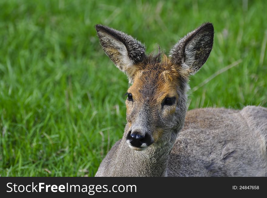 The female of a deer lies on a grass in a zoo. The female of a deer lies on a grass in a zoo