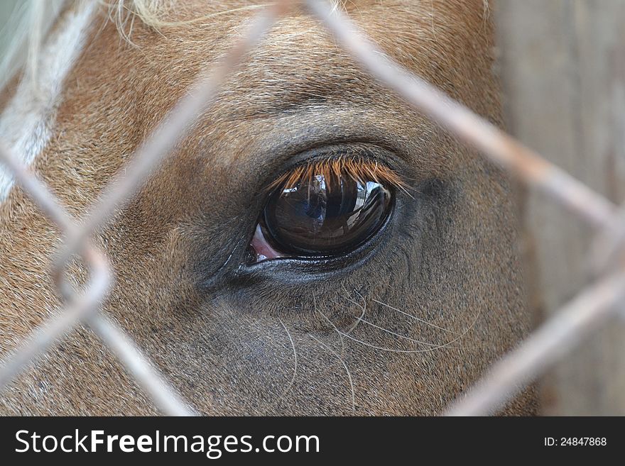 Close up of a horses eye framed through a chain-linked fence. Close up of a horses eye framed through a chain-linked fence.
