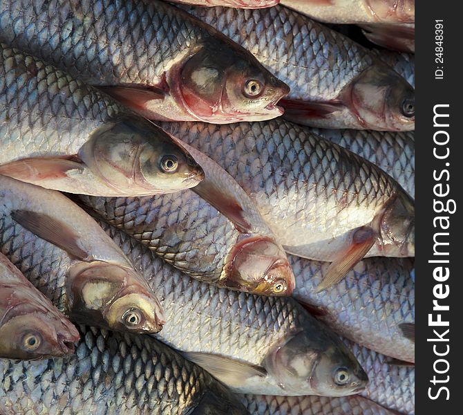 A pile of fishes for sale in a morning market.